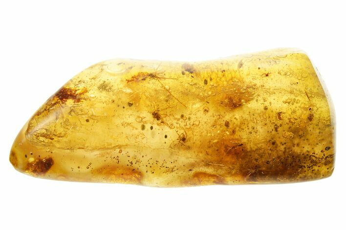 Polished Colombian Copal ( g) - Contains Spider! #355408